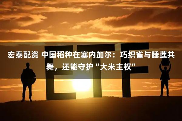 宏泰配资 中国稻种在塞内加尔：巧织雀与睡莲共舞，还能守护“大米主权”